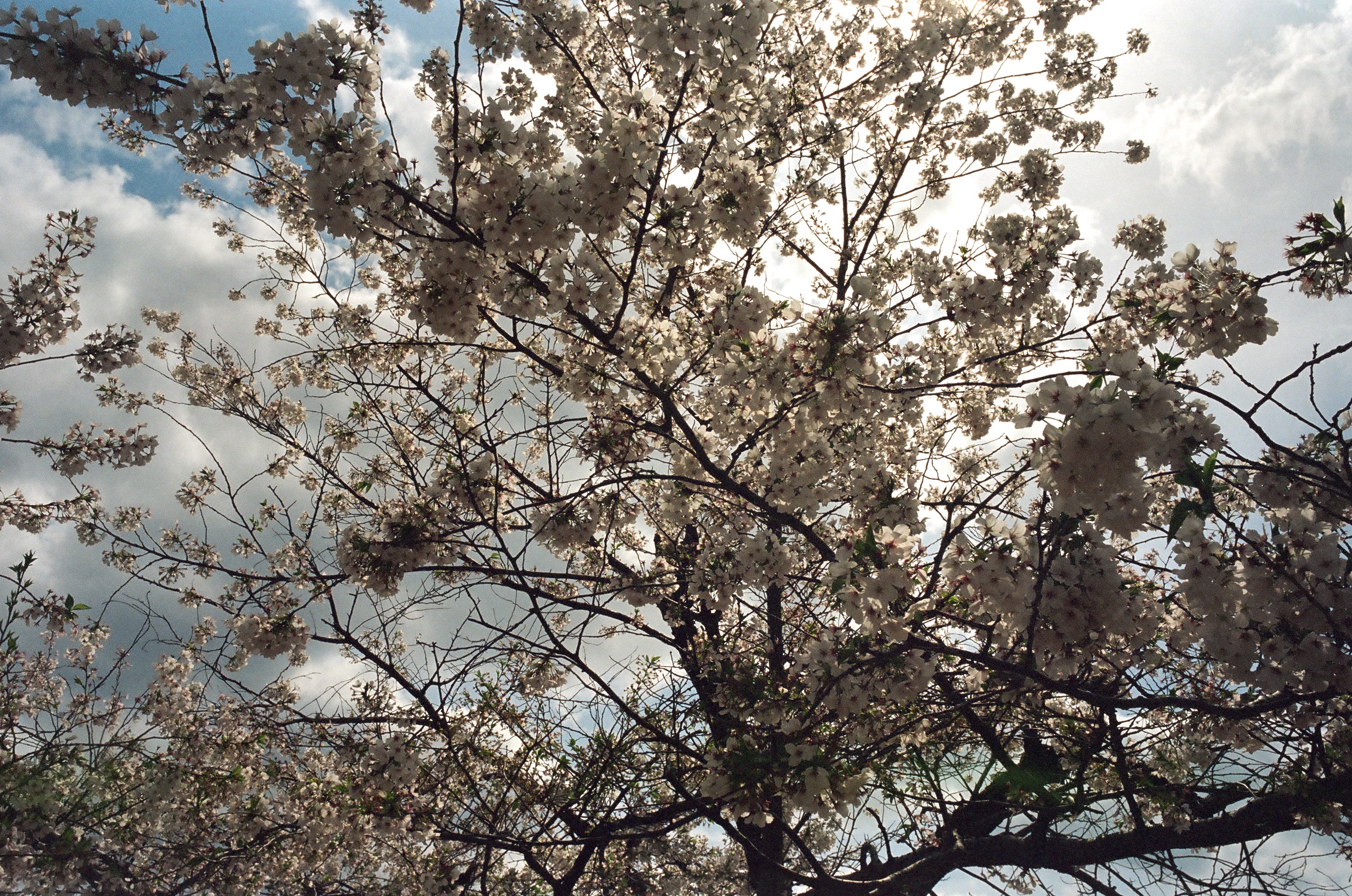 Kyoto / Arnaud Lemorillon