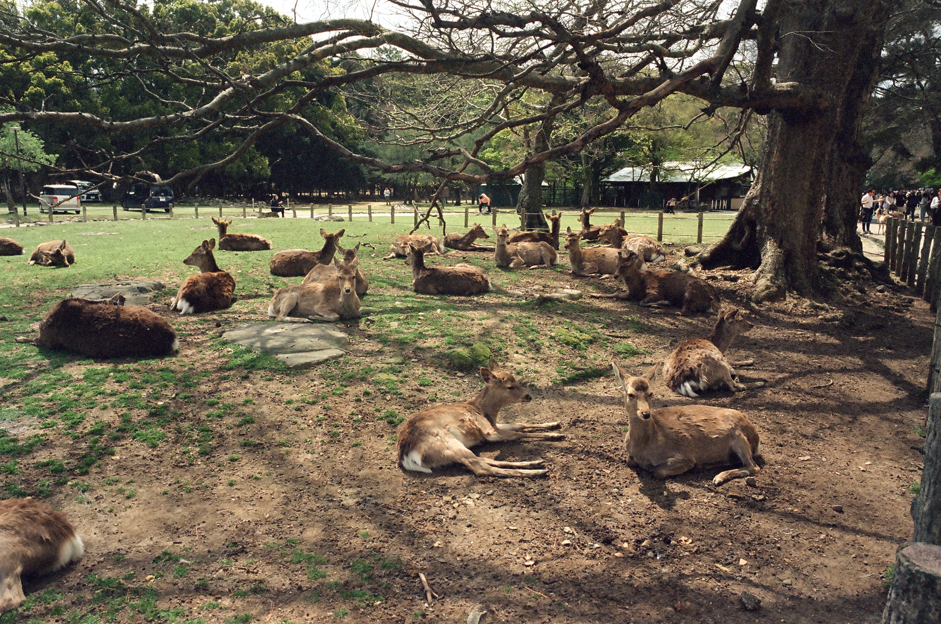 Nara / Arnaud Lemorillon